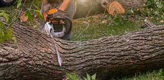 How Our Tree Care Process Works  in  Prairieville, LA